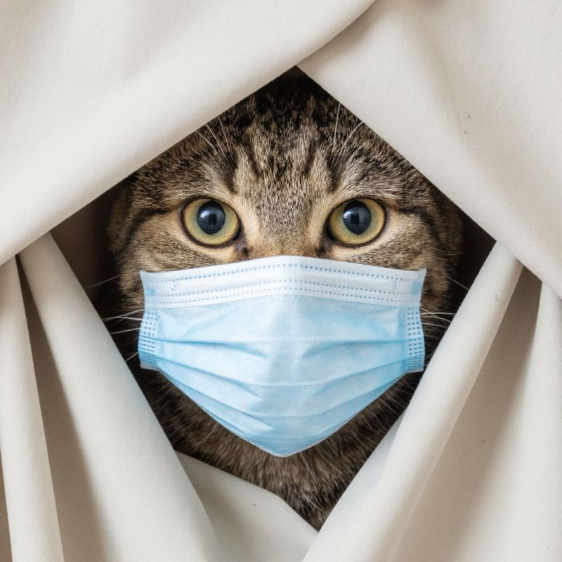 �������� ���� �� ������: �������� ����� ������� �������� � �����