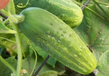 Неприхотливый сорт огурцов для дачников: находка года