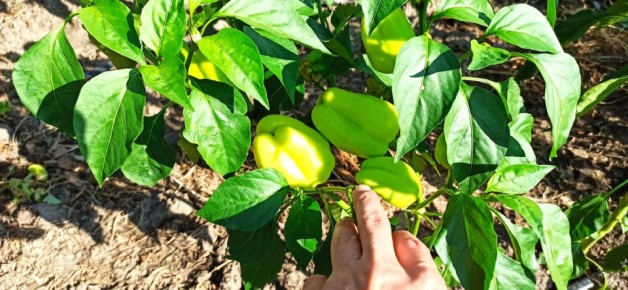 Как переработка отходов позволяет вырастить идеальные перцы