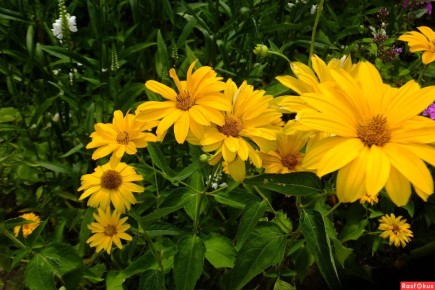 ���������: ��� ��� ��������� � ��������� � ����� ����