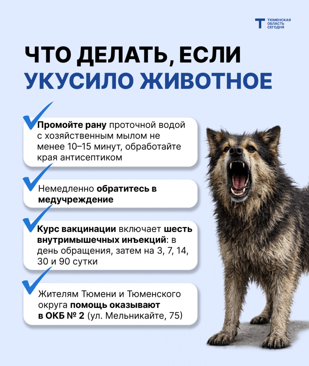 Если лиса не боится людей — это не сказка, а тревожный знак