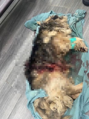 Собака не выжила, после человеческого зверства