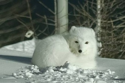 ������ ���� �� ������� ��������� �������