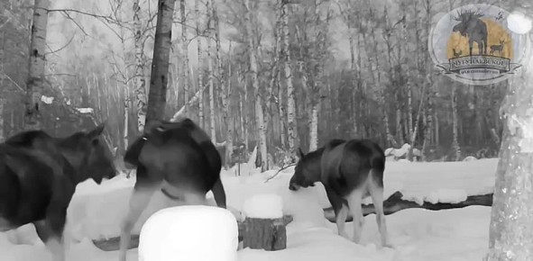 ����� � ��������� ���� �������� ����-���� ������