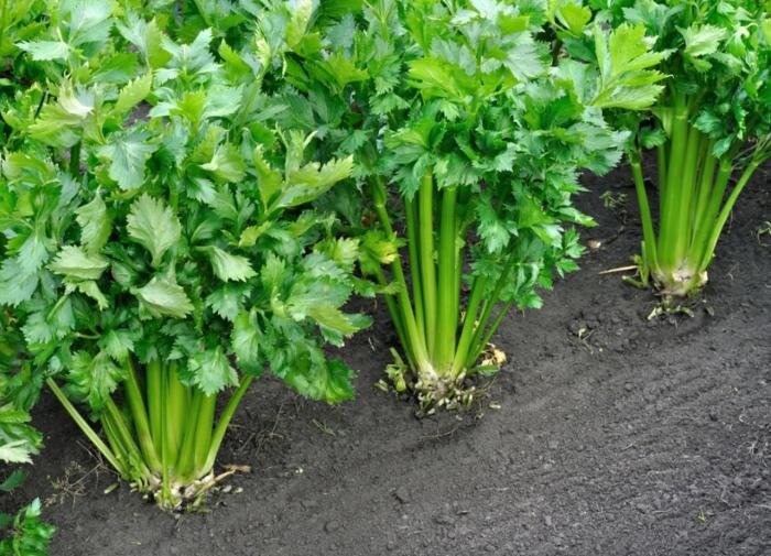 Сельдерей: полезный овощ, который поможет сбросить вес