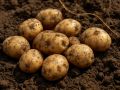 Калий и фосфор помогут собрать урожай картофеля