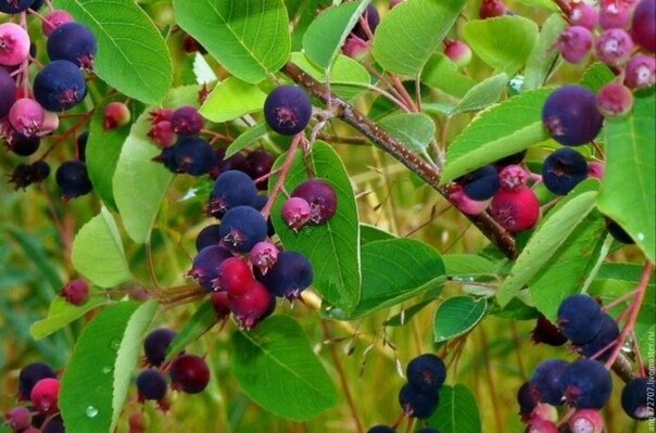 Ирга на зиму: Оживите зимние дни с соками, компотами и вареньем