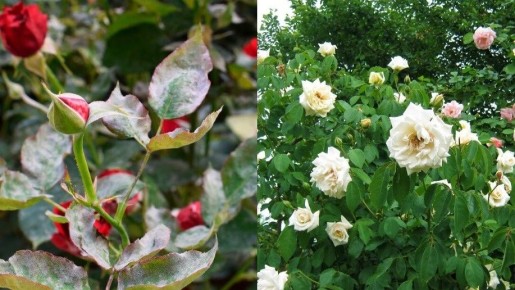 ��� ��������� ���� ��� �����: ������� ����� �� ������ �������� �������