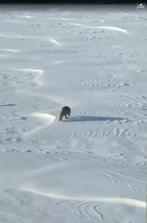 ������� � ��������� ������ �� ����� ����� ������� �� ������� � ���� �������� ���������� �������