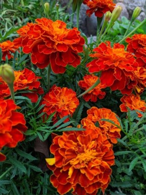 ����������� ������������ ��������� ��� ������ �������