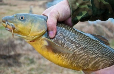 ��������� ��� �����: ����� ���� �� ���������� �������� ����� ��������