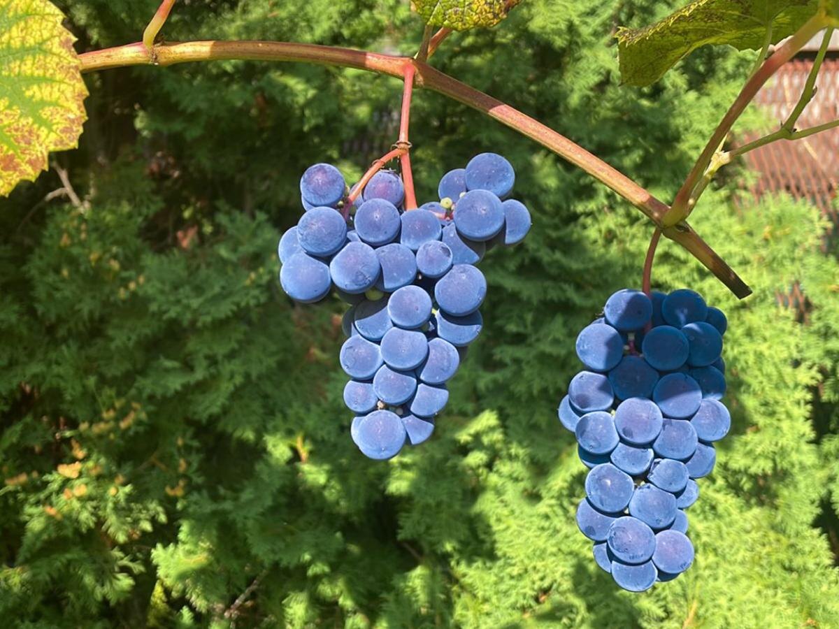 Как вернуть винограду прежнюю продуктивность: основные шаги и советы