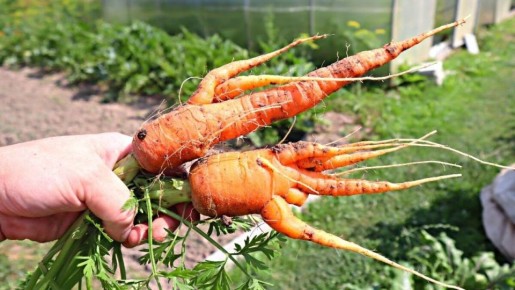 ������� � ����������: ��� �������� ���������������� ������ ��������