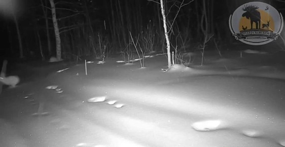 ��������� ��� ����. ������������� ������������ ����������