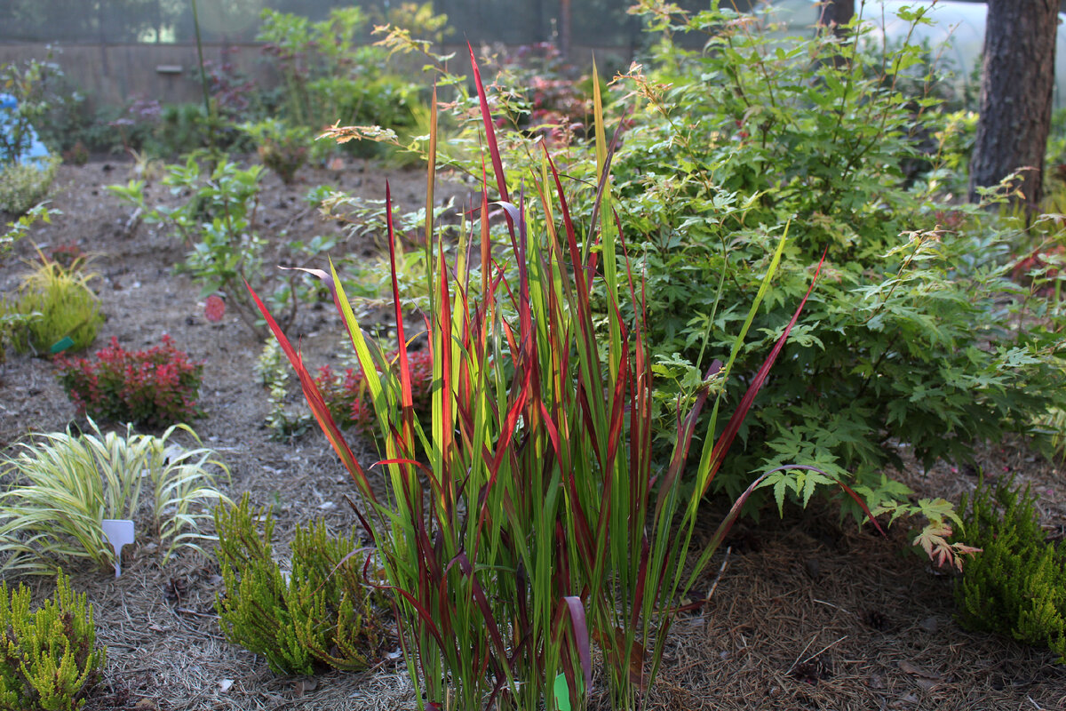 Как обстоят дела с красной императой