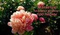 Какой секрет скрывают ваши пионы: 10 распространенных проблем и ответов
