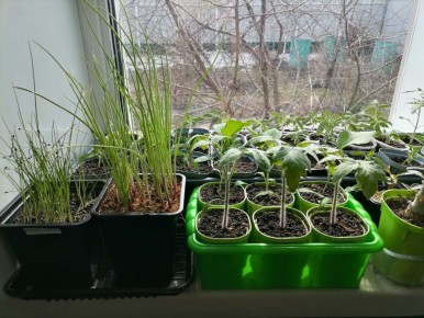 Когда сеять ранние томаты: важные нюансы и советы огородников