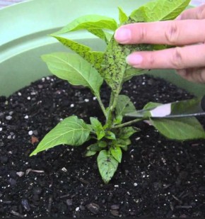 ����� ������� �����: ��� �������� �������� ������