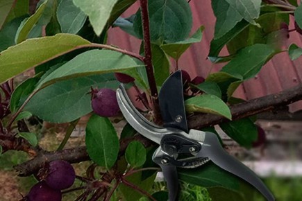 ������ ������� �������� ��������: ��� ��������� ������ � ���� ������