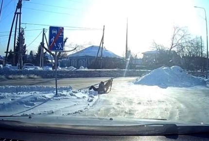 В Боровском ребенка едва не разорвал бродячий пес