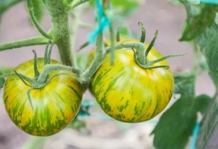 ���-7 ������ ������� ������� � ���������� ������ � ����� ������