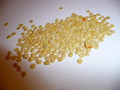 Когда сеять помидоры: советы для надежного урожая