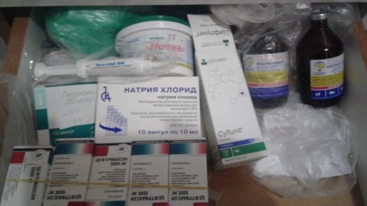 Как обеспечить здоровье скота: советы по подготовке ветеринарной аптечки