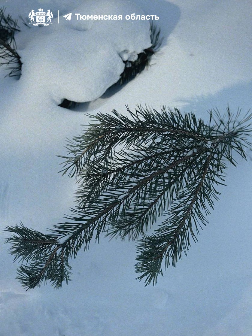 Тюменцы, с первым днем весны! Тюменцы, с первым днем весны!