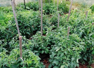 Правильная посадка томатов: советы для успешного урожая