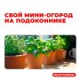 Цены кусаются, но мы же с вами смекалистые! Почему бы не вырастить на своих подоконниках зелень? Посмотрим, что вырастить просто и с минимальными затратами