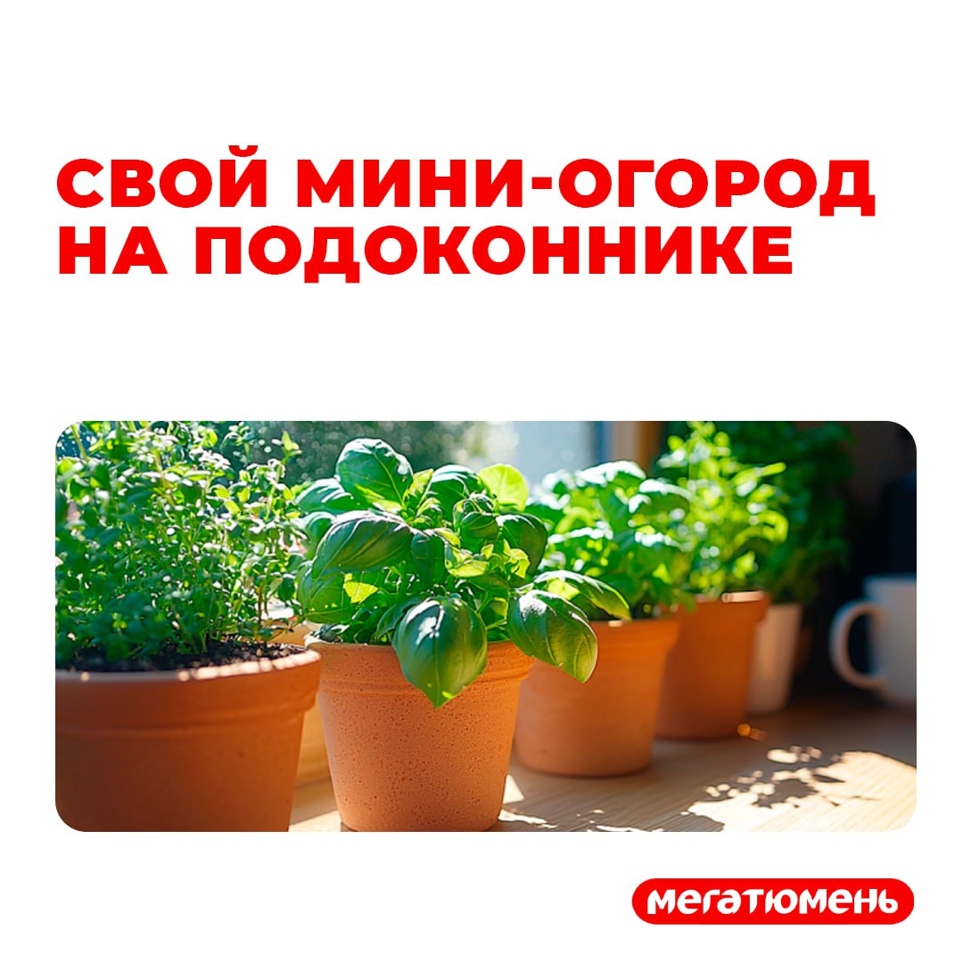 Цены кусаются, но мы же с вами смекалистые! Почему бы не вырастить на своих подоконниках зелень? Посмотрим, что вырастить просто и с минимальными затратами