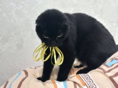 Доза милоты от наших подписчиков в День кошек и первый день весны