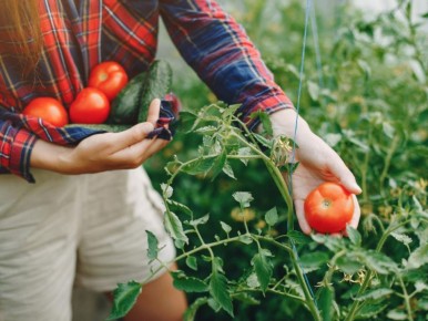 Аспирин в саду: как спасти урожай от болезней и стресса