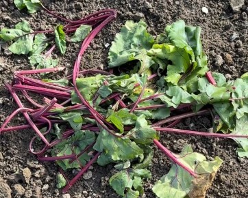 Как свекольная ботва превращается в кладезь полезностей