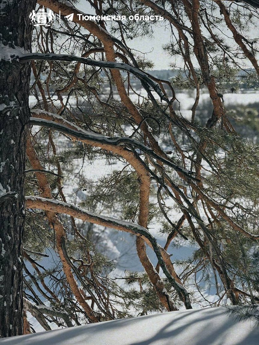 Тюменцы, с первым днем весны! Тюменцы, с первым днем весны!