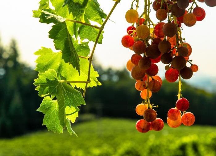 Как не ошибиться при осенней посадке винограда: советы для начинающих садоводов