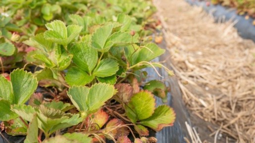 Почему опытные агрономы не обрезают листья клубники