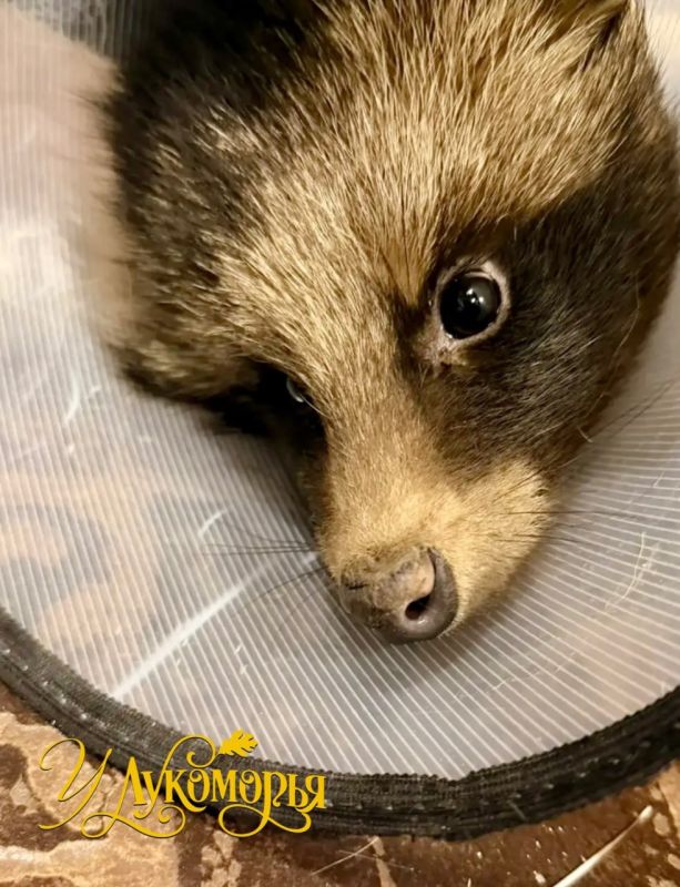 ����������� ������� ��� ����� ������ � ����� �� �������