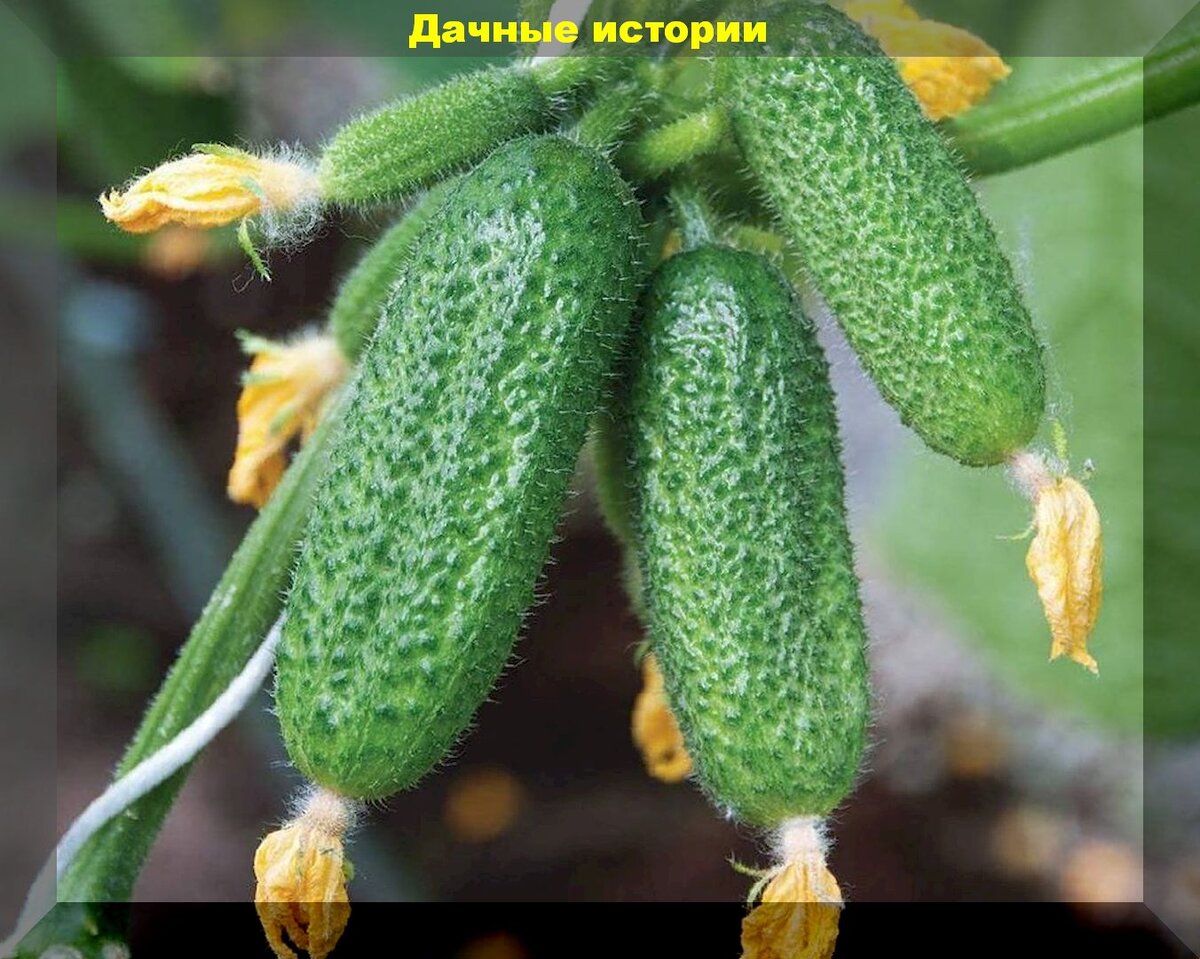 Лучшие огурцы для полутени: Почему стоит обратить внимание на теневыносливые сорта