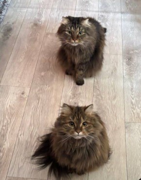 Очередь на завтрак