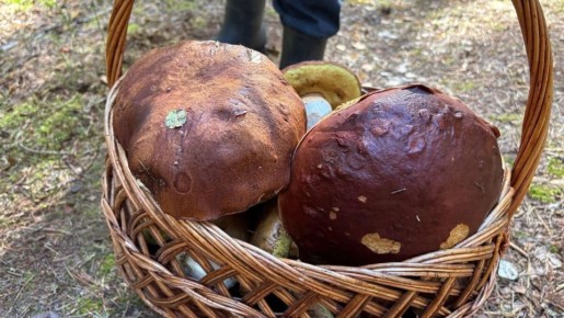 Грибной урожай: какие сорта нижегородцы собирают до глубокой зимы
