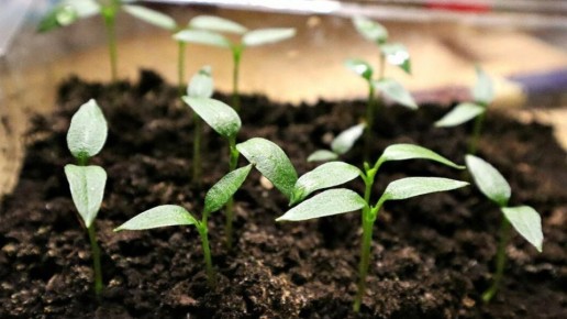 Надежные тесты на пригодность семян: как избежать разочарования на старте рассады