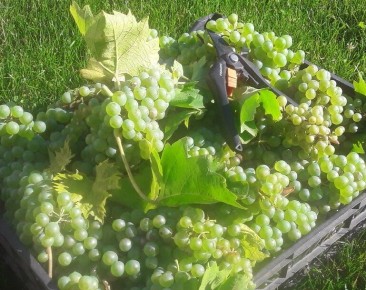 Виноград на даче: почему стоит задуматься о собственном винограднике