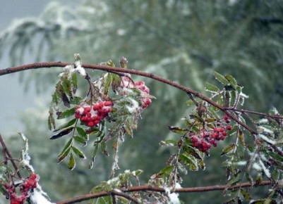 Как защитить растения от зимних морозов: полезные советы