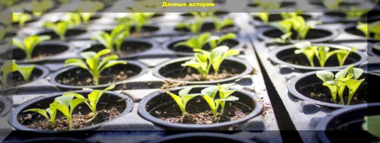 Как вырастить качественную рассаду: секреты быстрого роста и развития