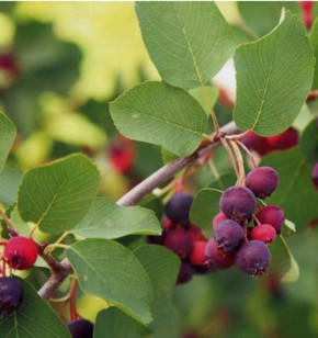 ������������ ������� ������� �� ���� ��� ��������� ��������