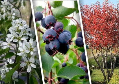 ����: ������� ����������� �� ����� �������