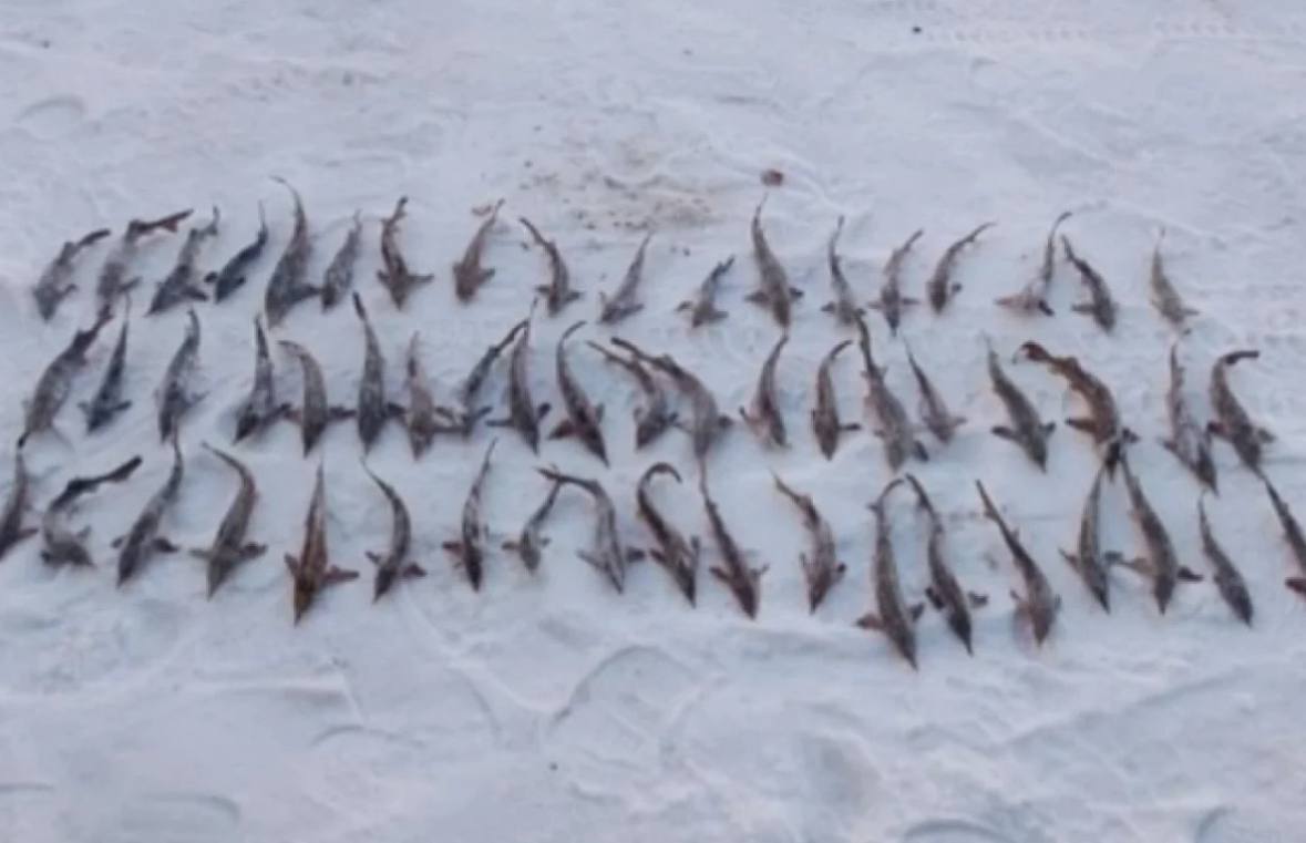 Тюменский браконьер выловил 57 краснокнижных стерлядей — теперь ему придется отвечать по уголовной статье