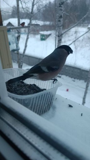 � �������� � ���� �������� �����