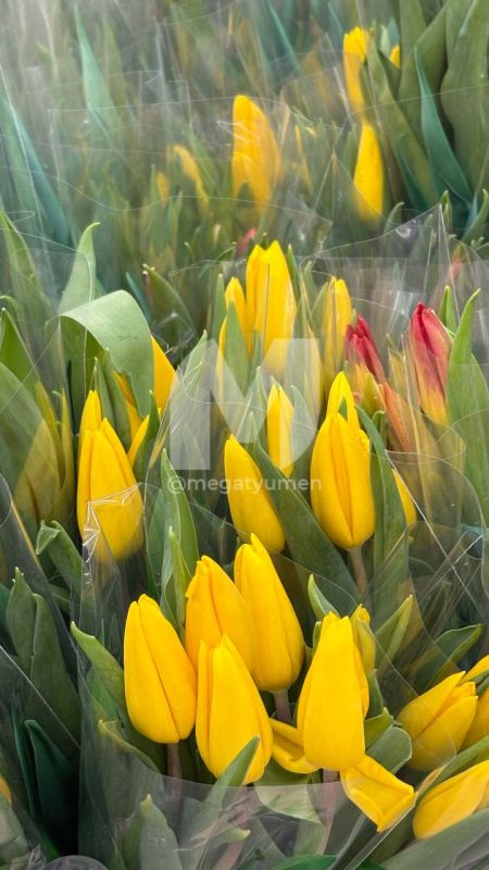 ����� ������ � ������ � ������� �������